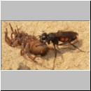 Anoplius viaticus - wegwespe-05.jpg